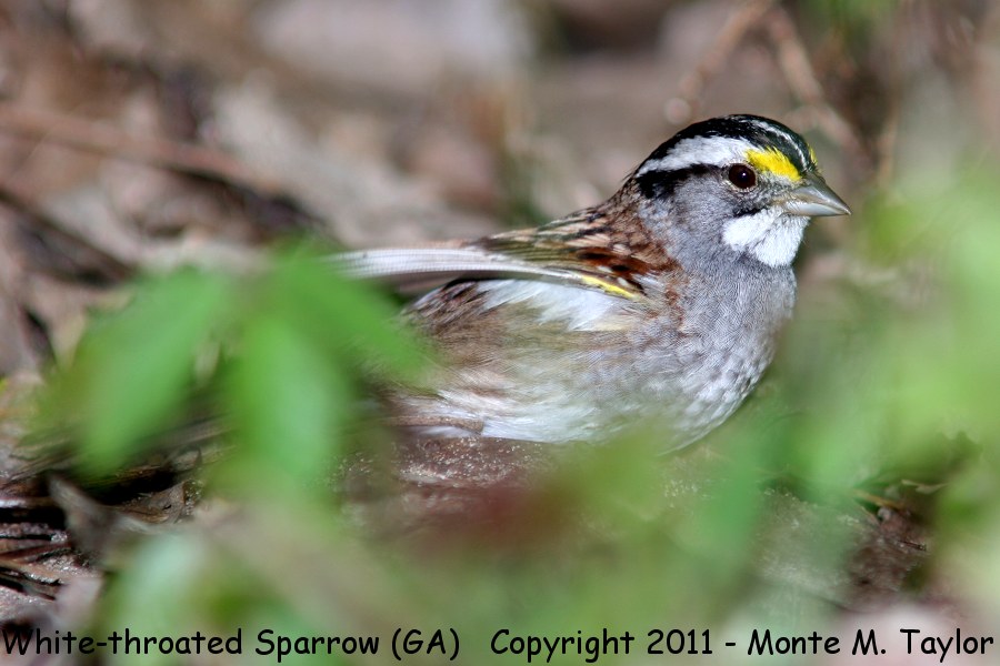 White-throated Sparrow -spring- (Texas)