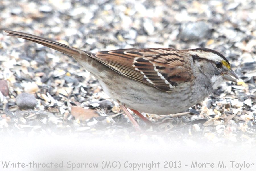 White-throated Sparrow -winter- (Missouri)