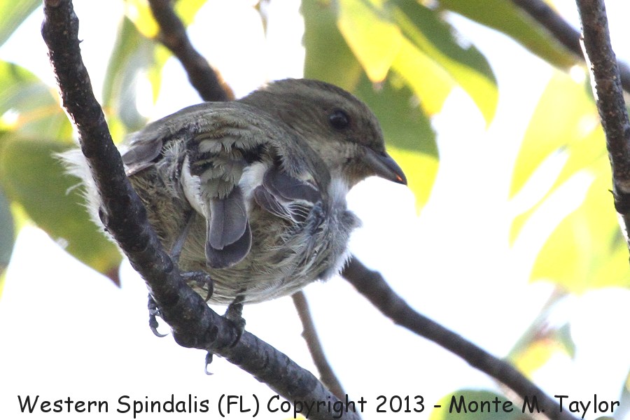 Western Spindalis -spring female- (Key West, Florida)