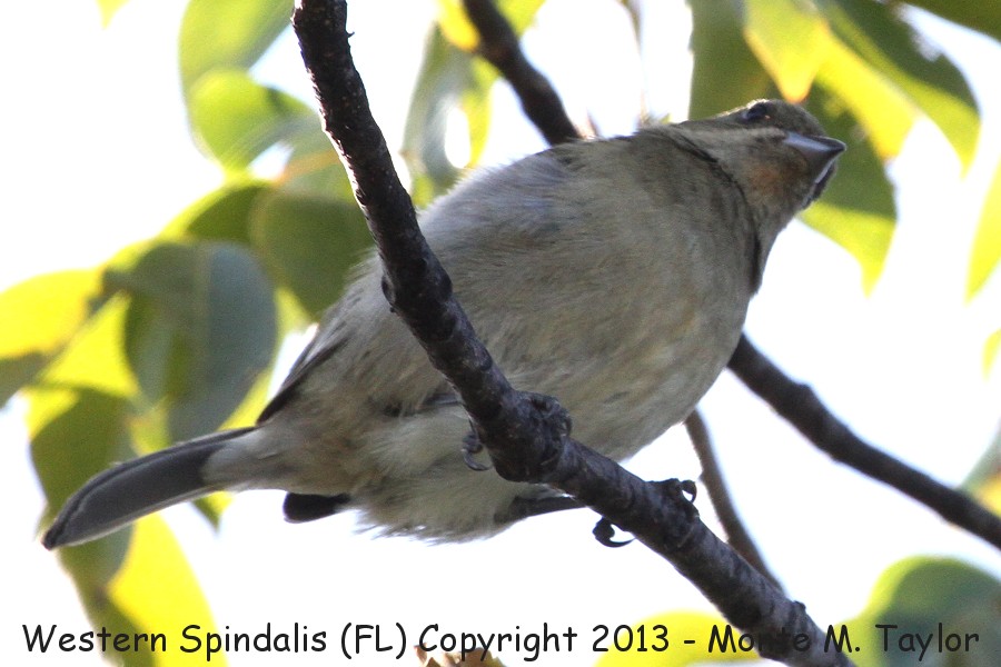 Western Spindalis -spring female- (Key West, Florida)