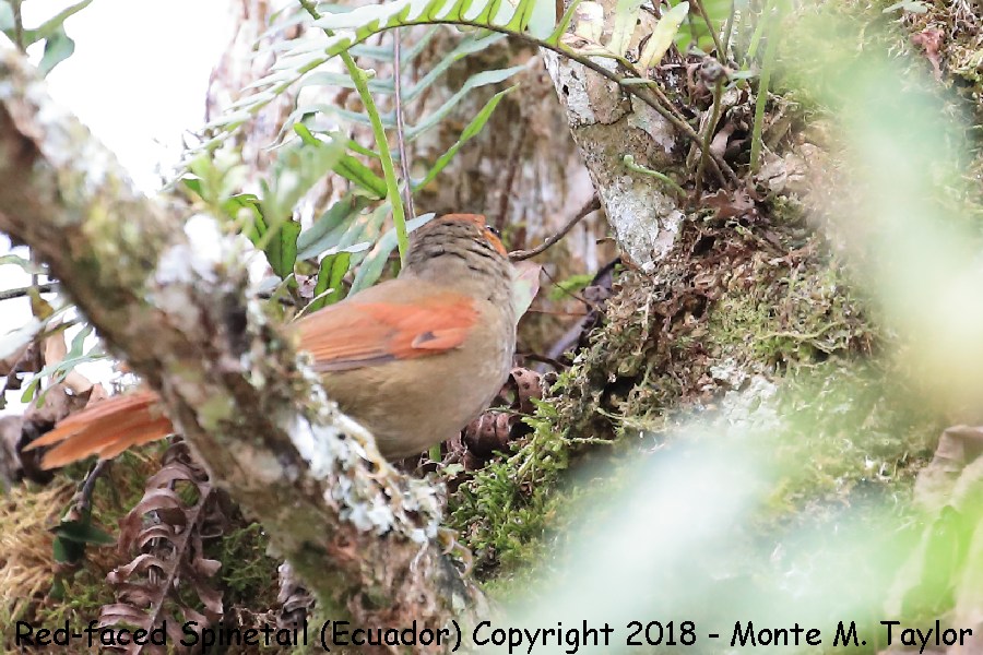 Red-faced Spinetail -November- (Alambi, Ecuador)