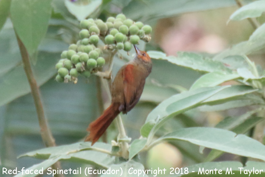 Red-faced Spinetail -November- (Alambi, Ecuador)