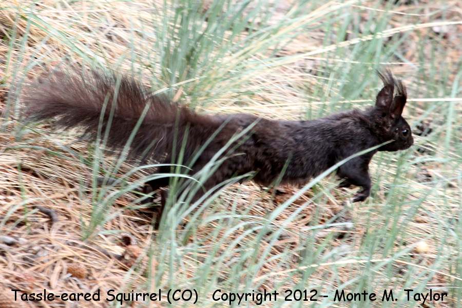 Abert's (Tassle-eared) Squirrel -spring- (Colorado)