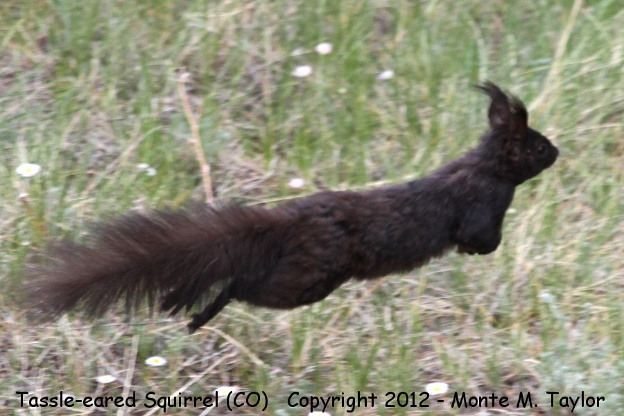 Abert's (Tassle-eared) Squirrel -spring- (Colorado)