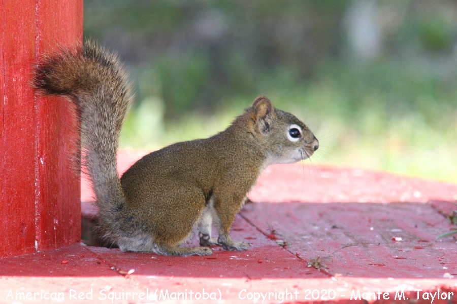 American Red Squirrel -summer- (Churchill, Manitoba)