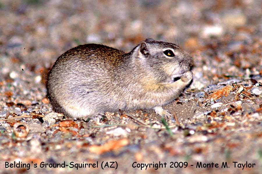 Belding's Ground Squirrel -summer- (Arizona)