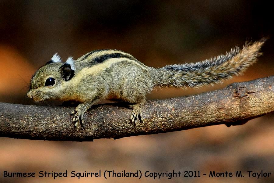 Burmese Striped Squirrel -winter- (Kaeng Krachan National Park, Petchaburi, Thailand)