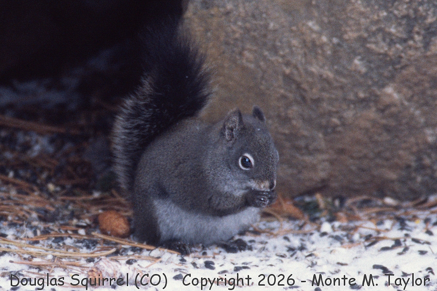 Douglas Squirrel -spring- (Colorado)