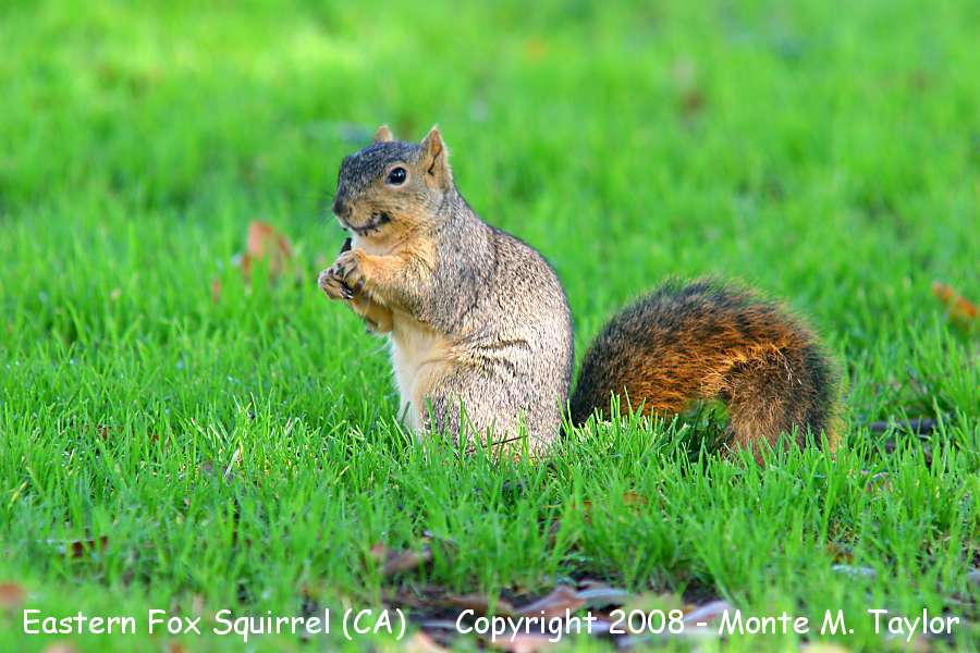 Fox Squirrel -summer- (California)