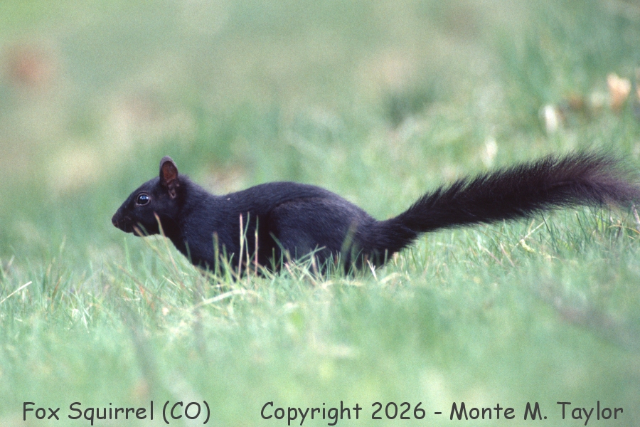 Fox Squirrel -spring- (Colorado) Melanistic variation