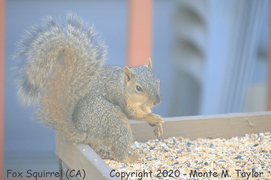 Fox Squirrel -spring- (California)