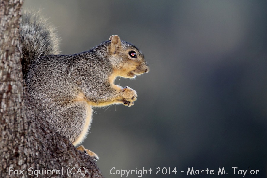 Fox Squirrel -fall- (California)