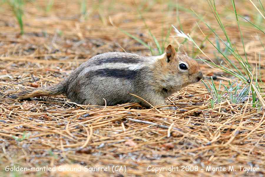 Golden-mantled Ground Squirrel -spring- (California)