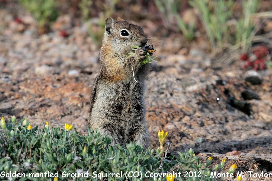 Golden-mantled Ground Squirrel -spring- (Colorado)