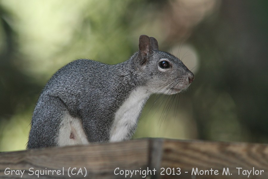 Gray Squirrel -summer- (California)
