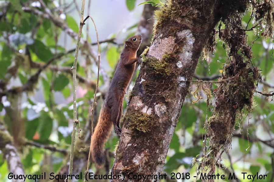 Guayaquil Squirrel -November- ( Paz Reserve, Ecuador)