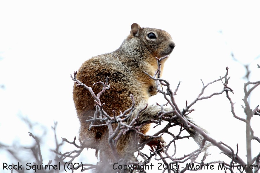 Rock Squirrel -spring- (Colorado)