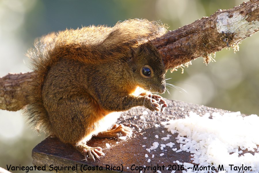 Variegated Squirrel -winter- (Savegre, Selva Verde)