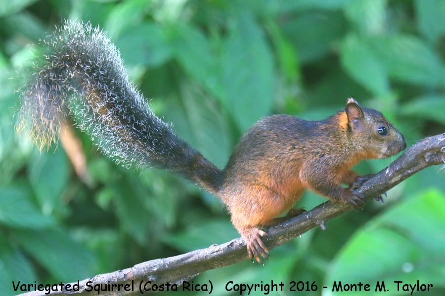 Variegated Squirrel -winter- (Selva Verde, Selva Verde)