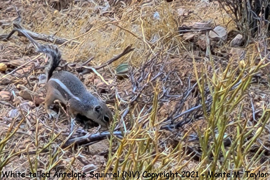 White-tailed Antelope Squirrel -spring- (Red Rock Canyon, Nevada)