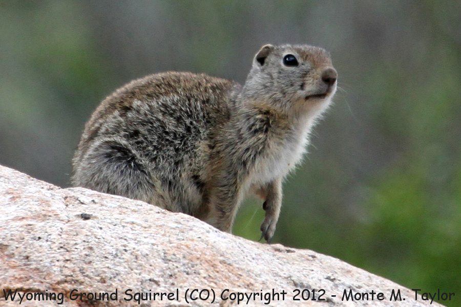 Wyoming Ground Squirrel -summer- (Colorado)