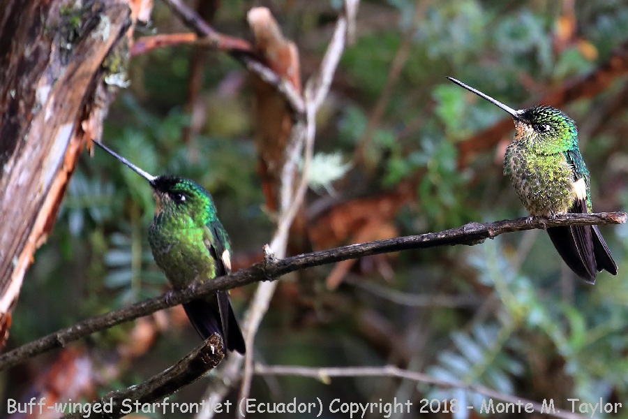 Buff-winged Starfrontlet -female- (Yanacocha Reserve, Ecuador)