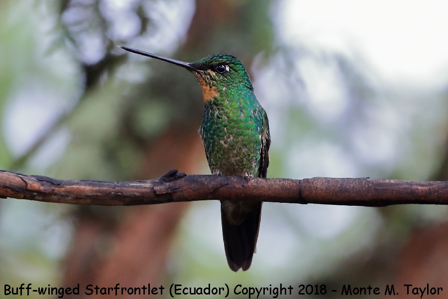 Buff-winged Starfrontlet -female- (Yanacocha Reserve, Ecuador)