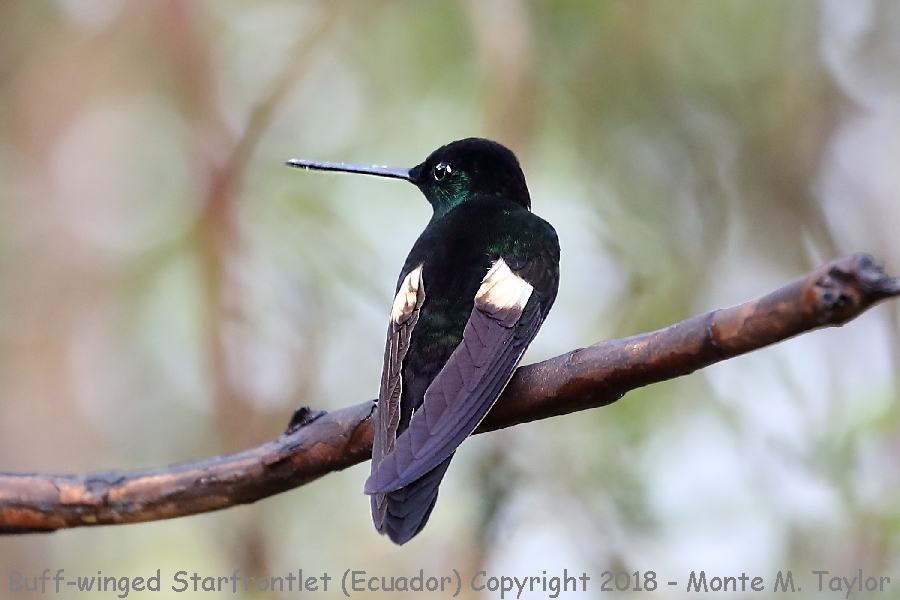 Buff-winged Starfrontlet -male- (Yanacocha Reserve, Ecuador)