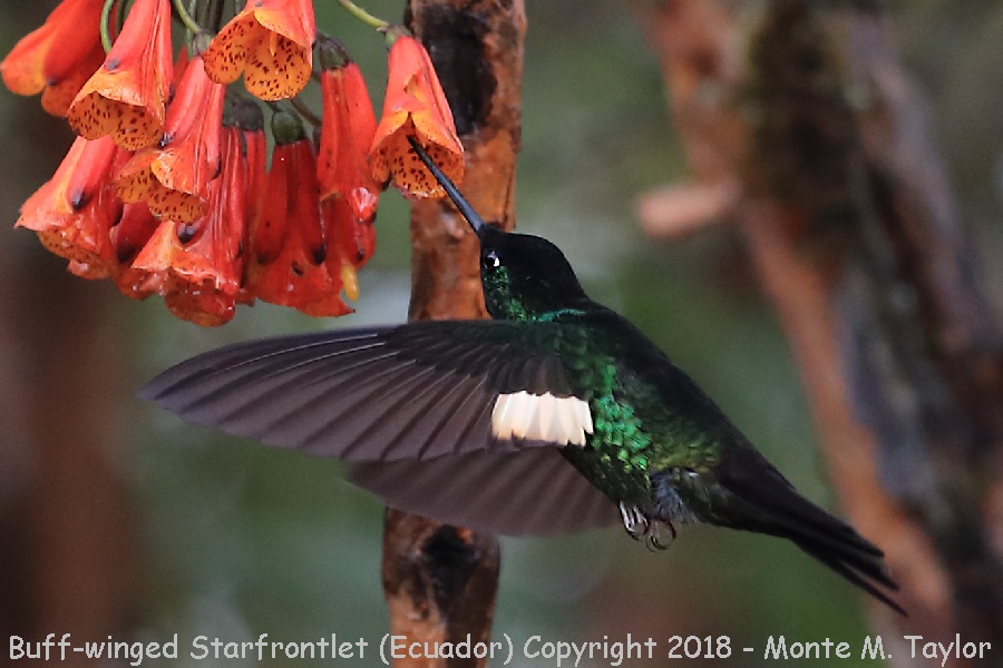 Buff-winged Starfrontlet -male- (Yanacocha Reserve, Ecuador)