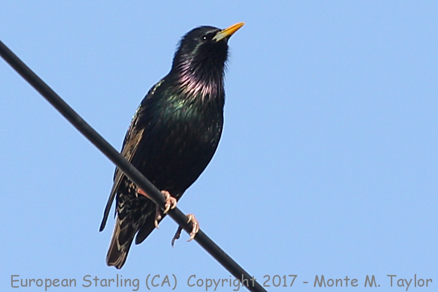 European Starling -spring- (California)