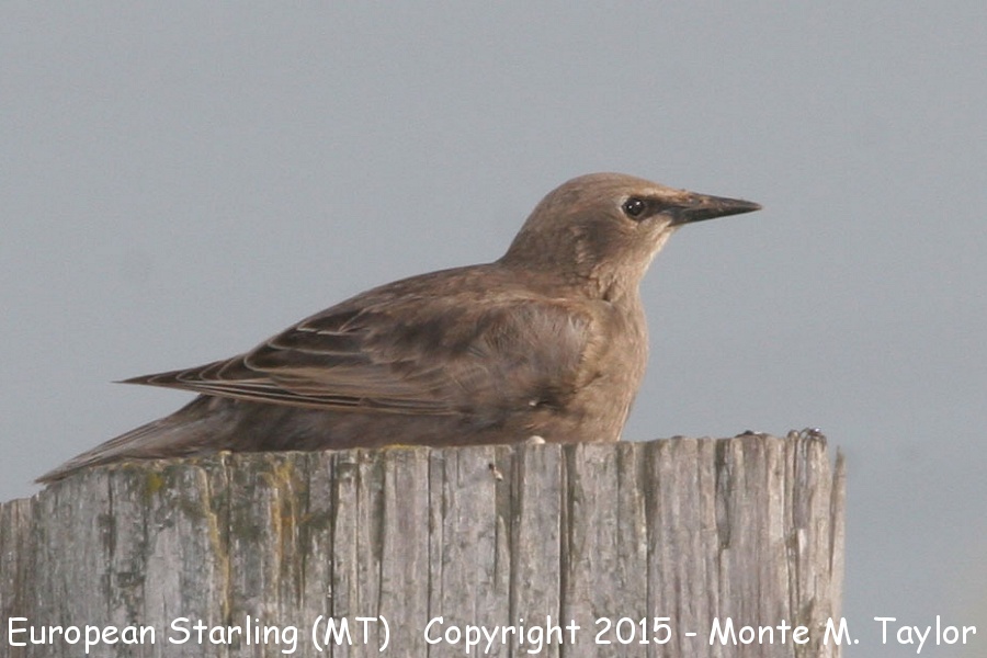European Starling -summer juvenal- (Montana)