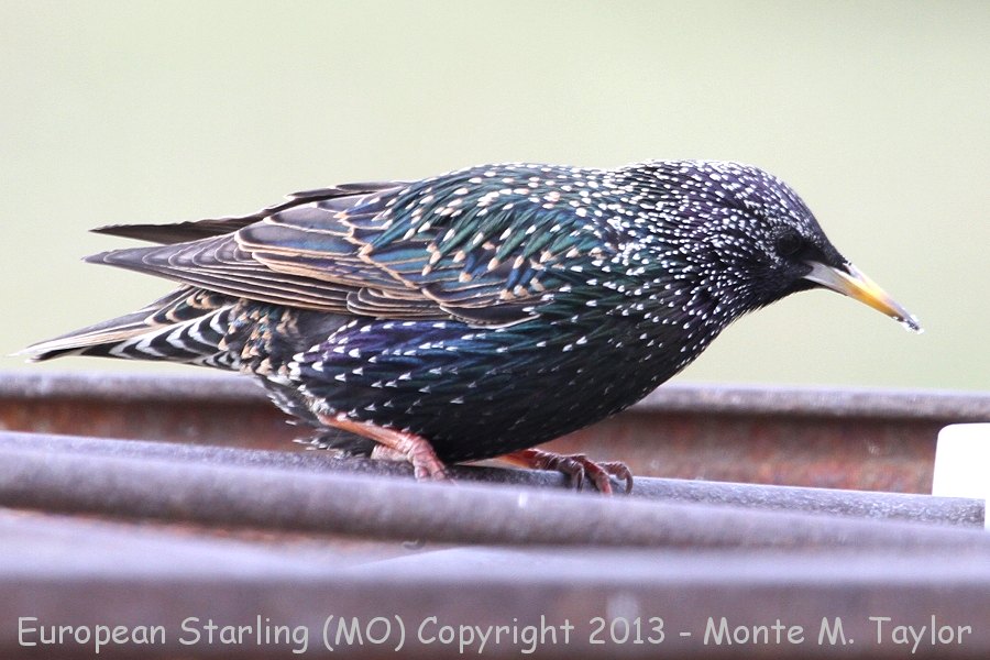 European Starling -winter- (Missouri)