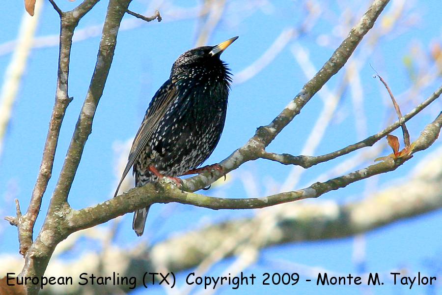 European Starling -winter- (Texas)