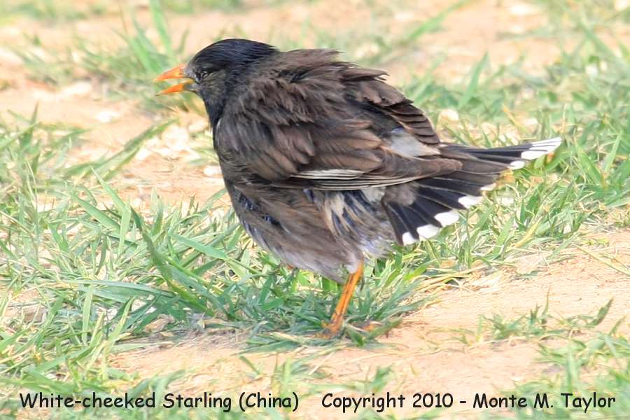White-cheeked Starling -spring- (Tianjin, China)