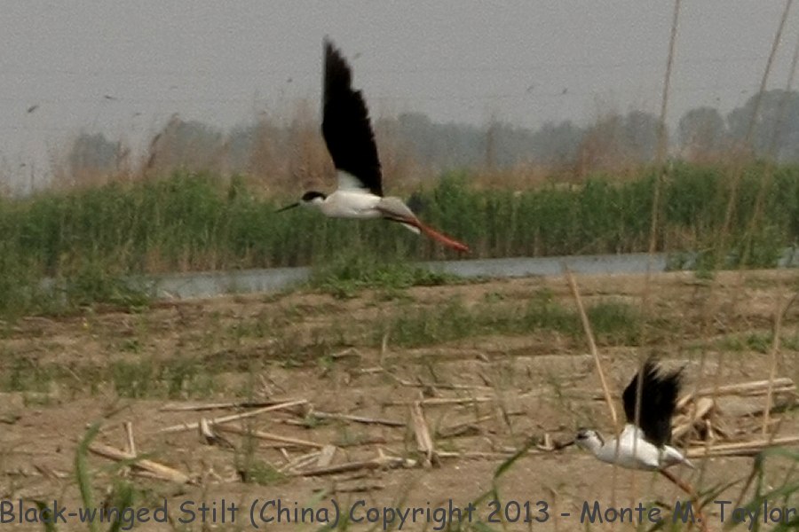 Black-winged Stilt -spring- (Qilihai Preserve, Tianjin, China)