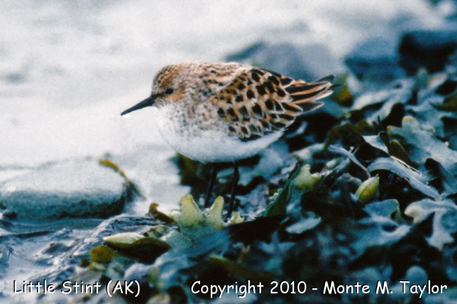 Little Stint -spring- (Attu Island, Alaska)
