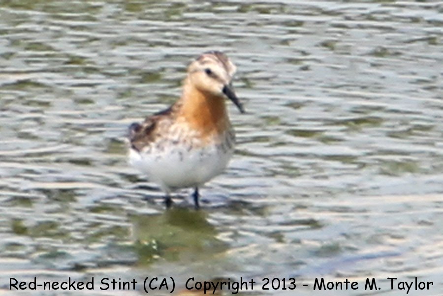 Red-necked Stint -Jul 19th, 2013 adult- (Long Beach, California)
