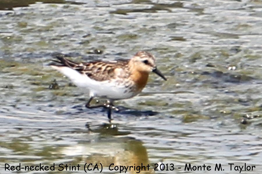 Red-necked Stint -Jul 19th, 2013 adult- (Long Beach, California)