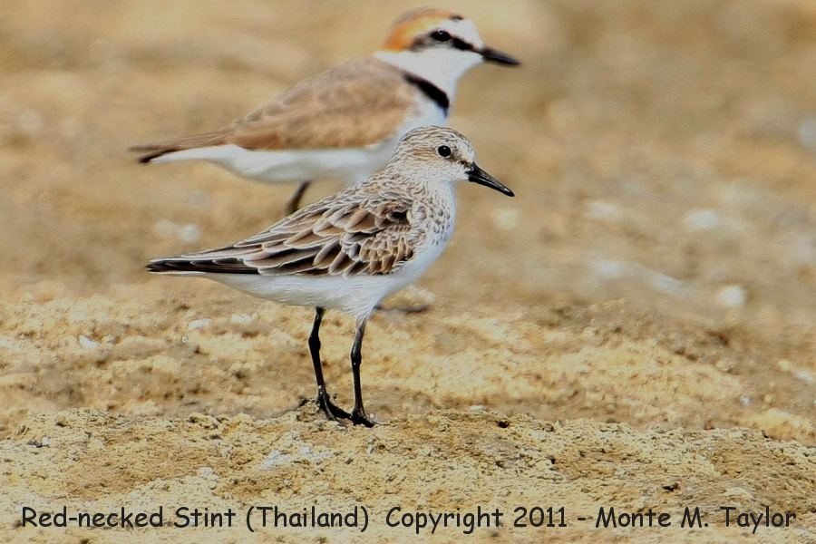 Red-necked Stint -winter w/Greater Sand-Plover rear- (Pak Thale, Petchaburi, Thailand)