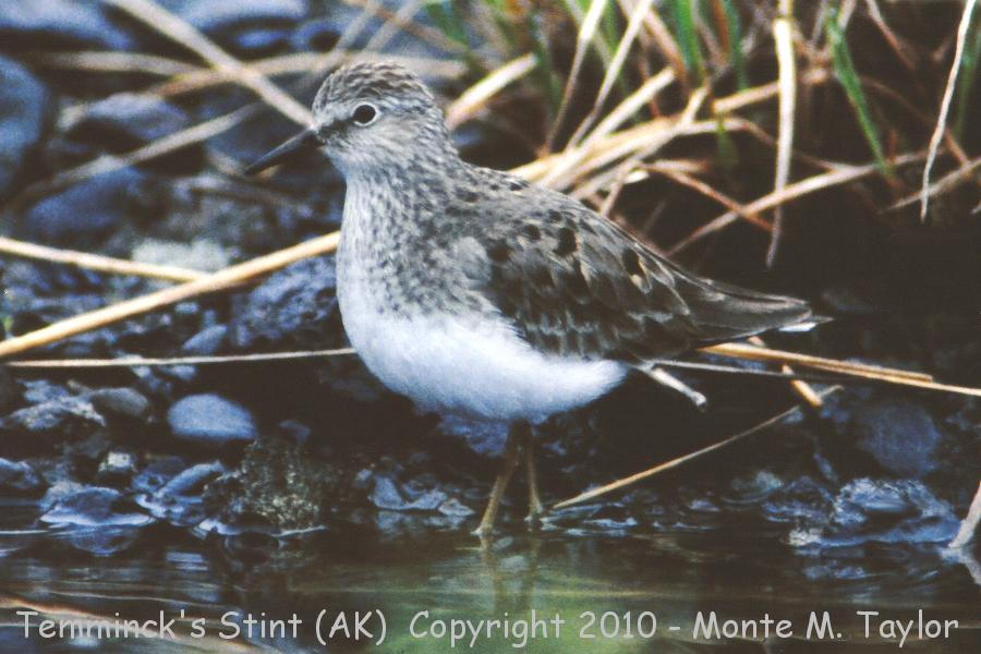 Temminck's Stint -spring- (Attu Island, Alaska)