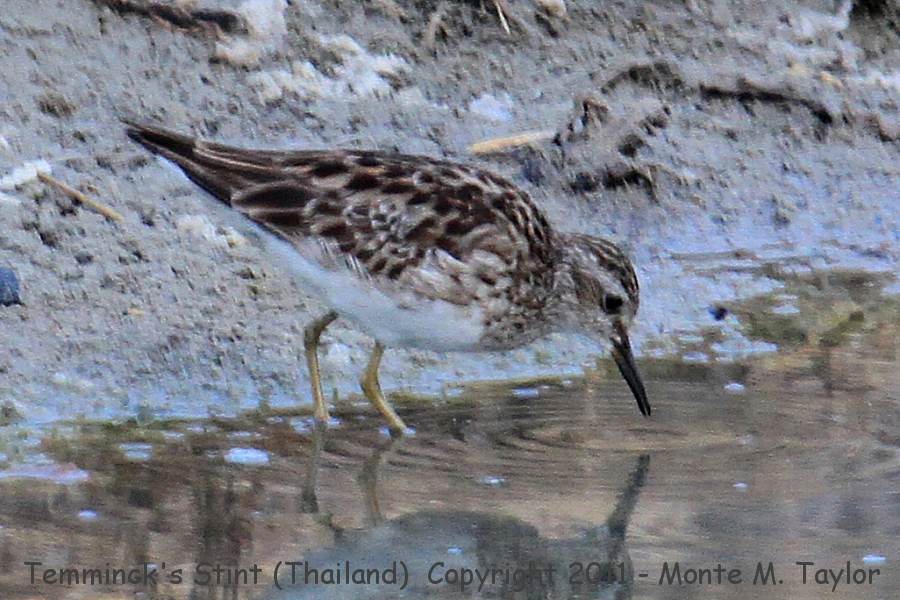 Temminck's Stint -winter- (Laem Pak Bia, Petchaburi, Thailand)