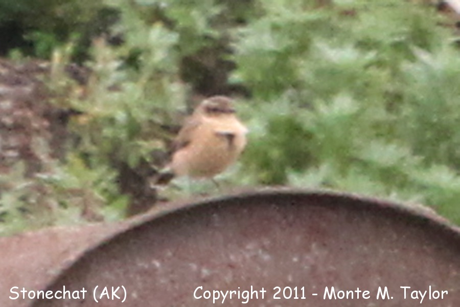 Asian "Siberian" Stonechat -Sep 2nd, 2011 fall male- (Gambell, St. Lawrence Island, Alaska)
