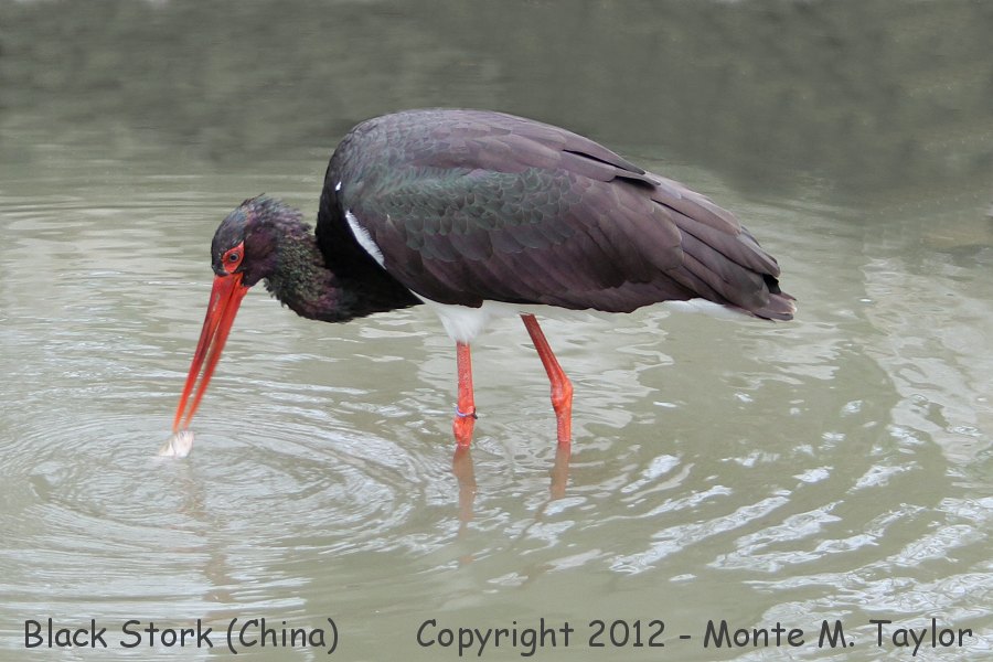 Black Stork -winter- (China)