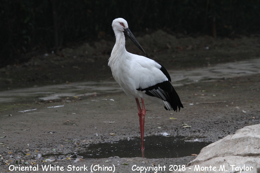 Oriental White Stork -winter- (China)