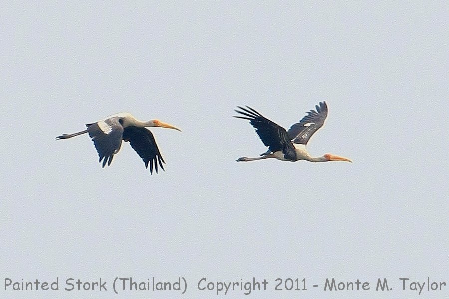 Painted Stork -winter- (Thailand)