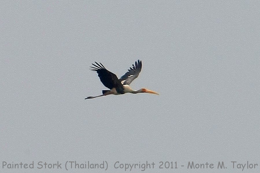 Painted Stork -winter- (Thailand)