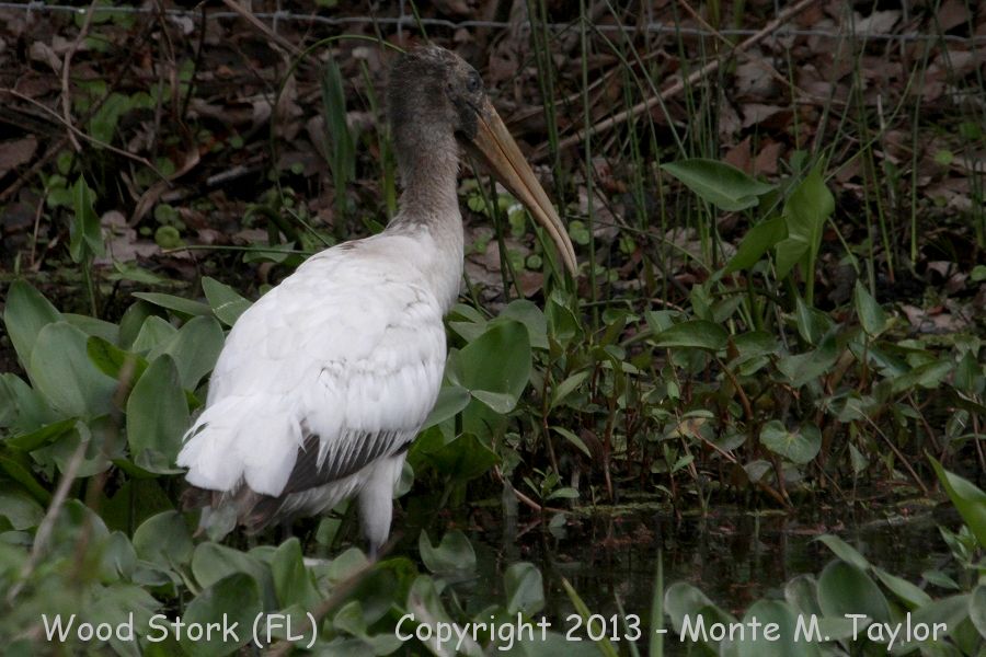 Wood Stork -winter juvenile- (Florida)