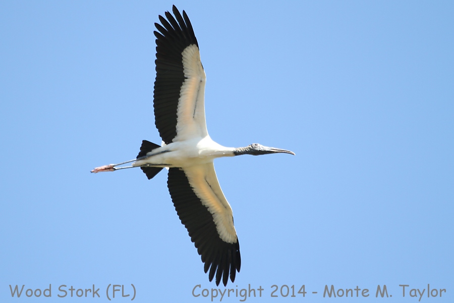 Wood Stork -spring- (Florida)