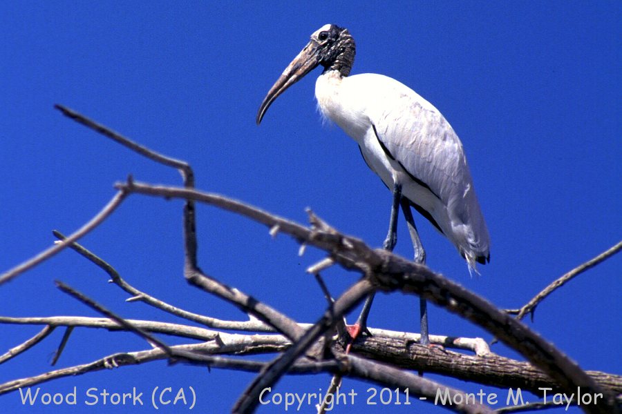Wood Stork -summer- (Salton Sea, California)