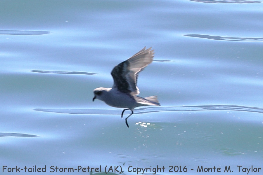 Fork-tailed Storm-Petrel -summer- (Alaska)